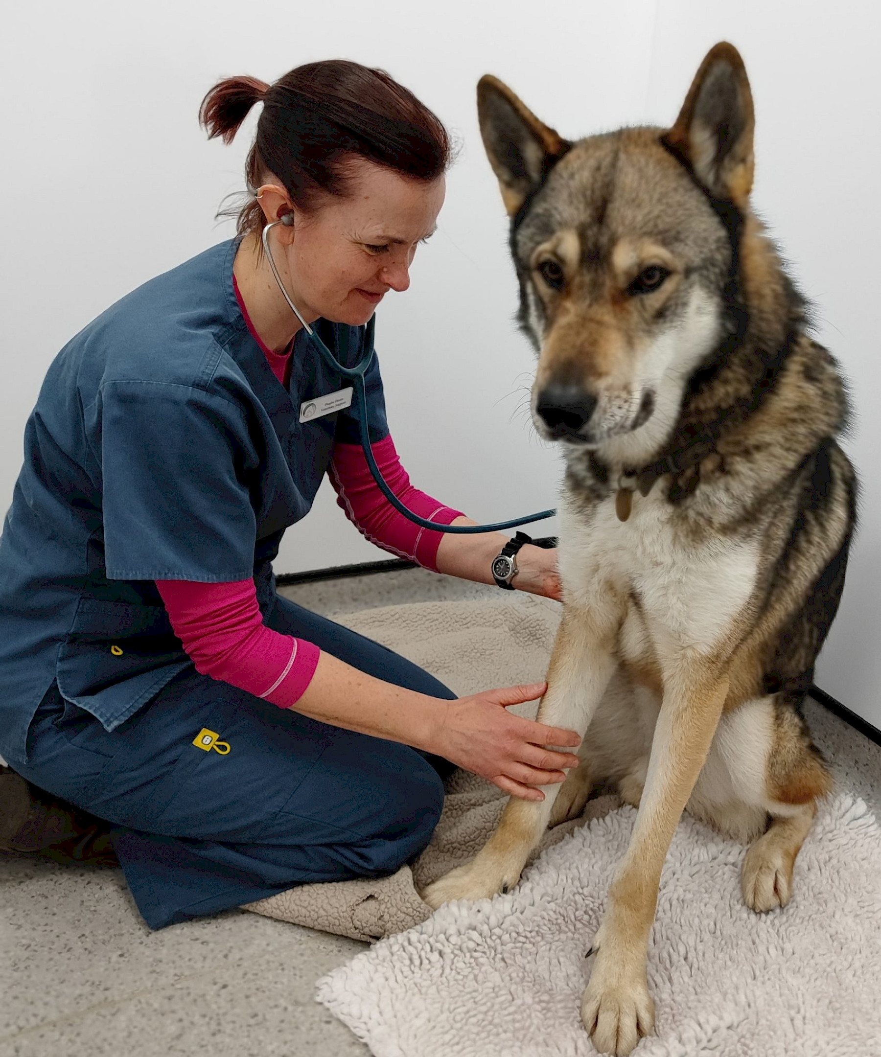 It’s a Holistic Vets Life. By Dr Phoebe Davies BVSc MRCVS cert WVHM CVA image